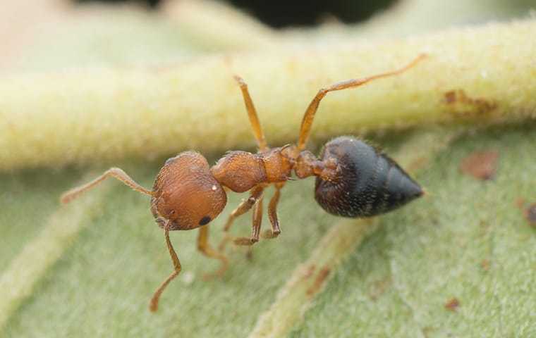 Acrobat Ant Identification Prevention Albemarle Termite Pest Control