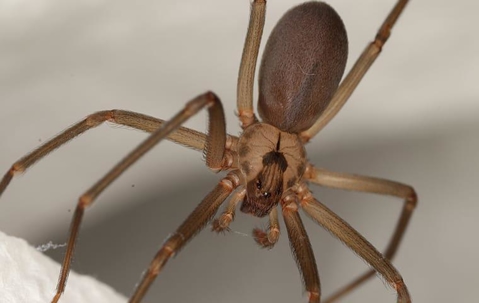 The Problems Associated With Brown Recluse Spiders In Virginia | Albemarle Termite & Pest Control