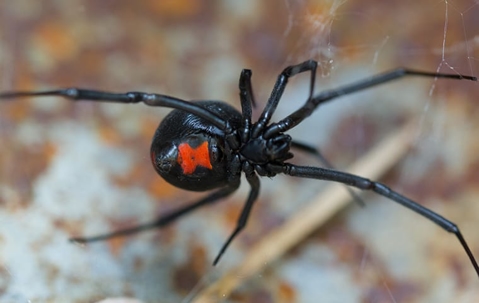 Are Black Widow Spiders A Big Problem In Virginia? | Albemarle Termite ...