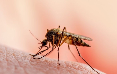 How To Prevent Mosquitoes Around Your Elizabeth City Home This Summer ...