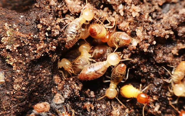 What Termite Season Means For Elizabeth City Homeowners | Albemarle ...